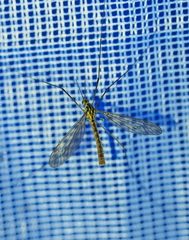 Nephrotoma submaculosa