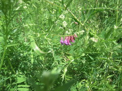 Vicia megalotropis