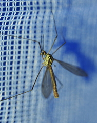 Nephrotoma submaculosa