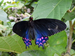 Parides photinus