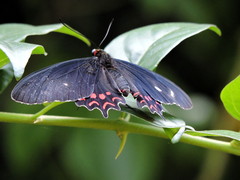 Parides photinus