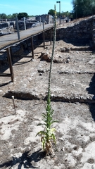 Verbascum litigiosum
