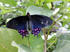 Parides photinus