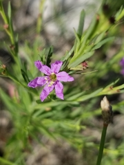 Lythrum californicum