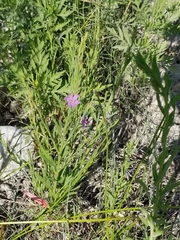 Lythrum californicum