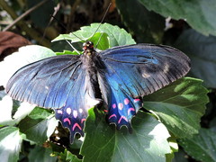 Parides photinus