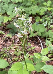 Platanthera chlorantha