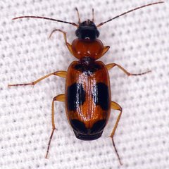 Badister neopulchellus