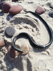 Anguis