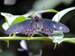Parides photinus