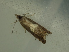 Dichrorampha simulana