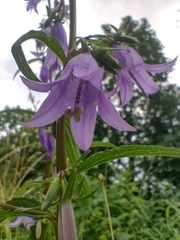 Campanula rapunculoides