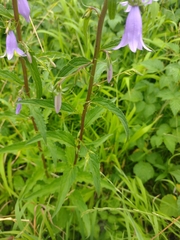 Campanula rapunculoides