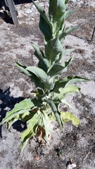 Verbascum litigiosum