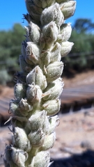 Verbascum litigiosum
