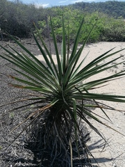 Agave karwinskii