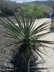 Agave karwinskii