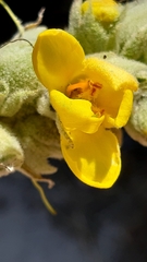 Verbascum litigiosum