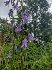 Campanula rapunculoides