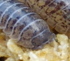 Armadillidium marmoratum