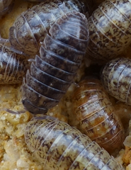 Armadillidium marmoratum