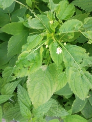 Impatiens parviflora