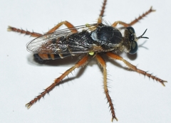 Saropogon aberrans