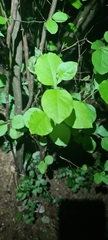 Styrax officinalis