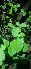 Styrax officinalis