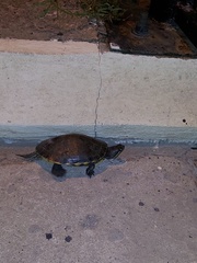 Trachemys venusta venusta