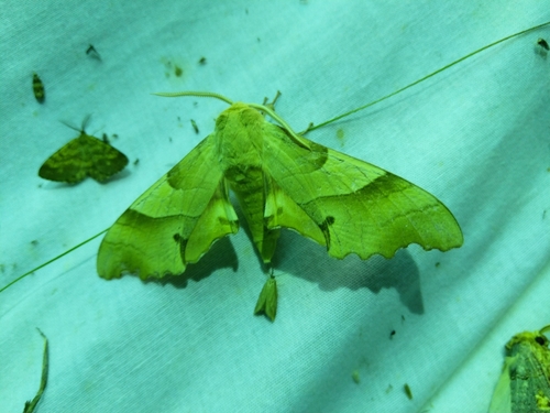 Lišaj dubový (Marumba quercus)