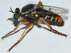 Saropogon aberrans