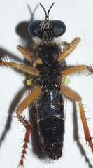 Saropogon aberrans