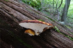 Buglossoporus quercinus