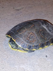 Trachemys venusta venusta