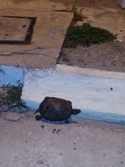 Trachemys venusta venusta