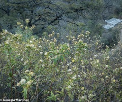 Hyaloseris salicifolia