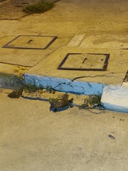 Trachemys venusta venusta