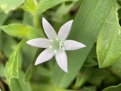 Richardia grandiflora