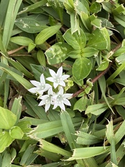 Richardia grandiflora