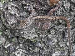 Anolis sagrei
