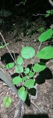 Styrax officinalis