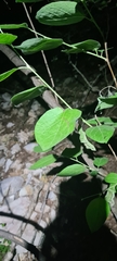 Styrax officinalis