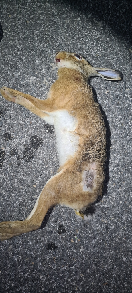 Corsican Hare