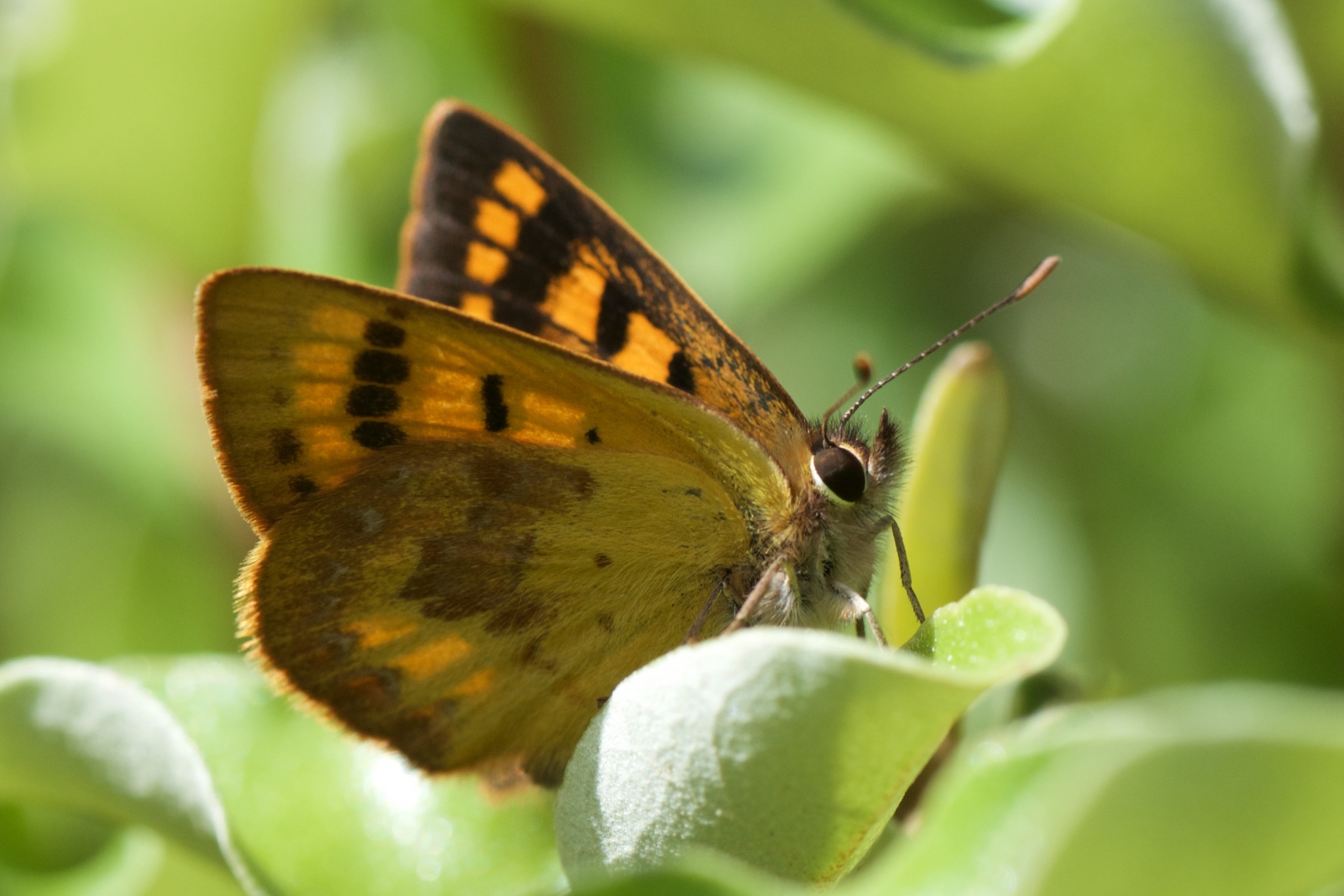 Glade Copper (Lycaena feredayi) · iNaturalist