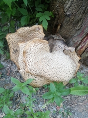 Cerioporus squamosus