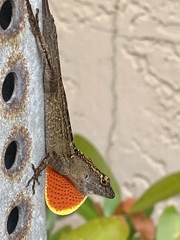 Anolis sagrei