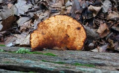 Buglossoporus quercinus