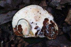 Buglossoporus quercinus