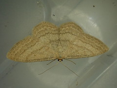 Scopula luteolata